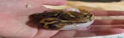 Python Snake reptiles for sale: Deposits on multiple baby ball pythons  - Advert 7