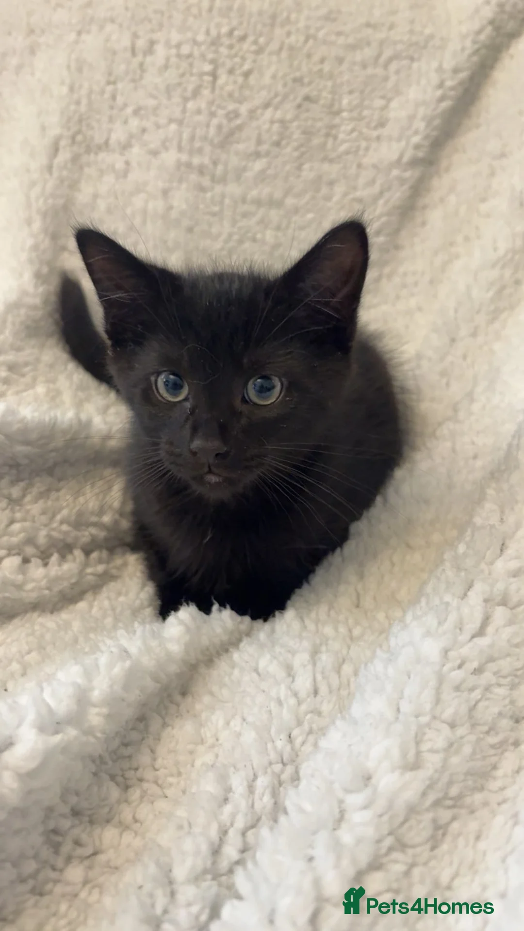 Mixed Breed cats for sale: Black male cat for sale - Advert 7