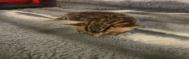 Brown 1