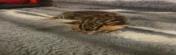 Bengal cats for sale: Full pedigree babies - Advert 24