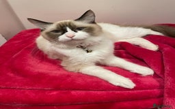 Ragdoll cats for sale: 💙Beautiful Ragdoll Kittens – Ready Now – £700 - Image 9