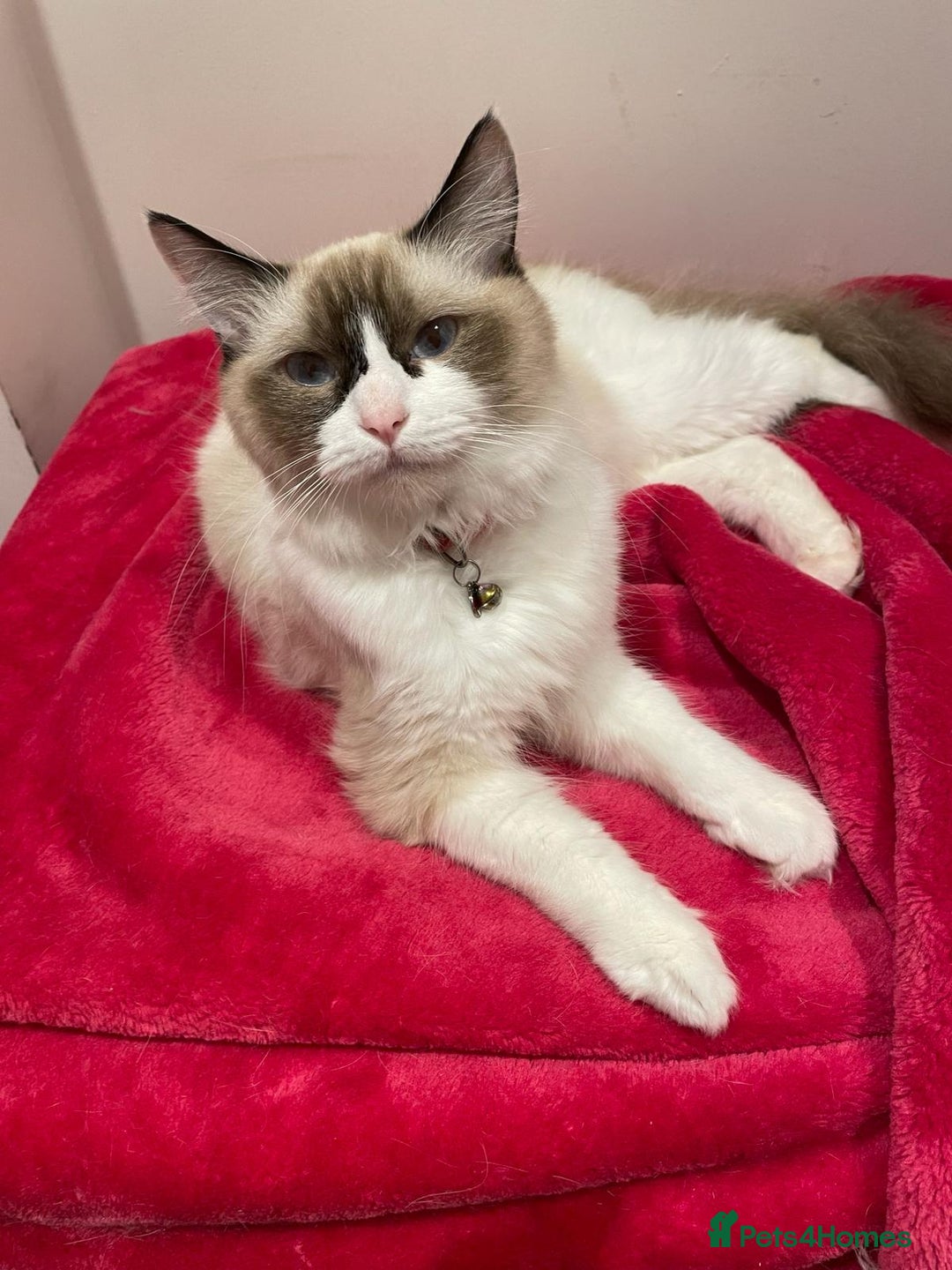 Ragdoll cats for sale: 💙Beautiful Ragdoll Kittens – Ready Now – £700 - Image 9