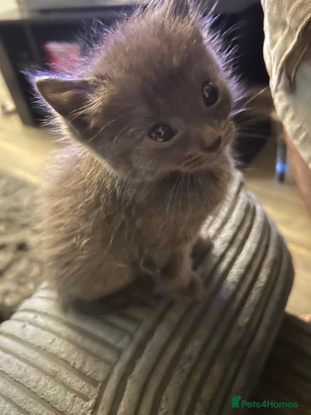 Ragdoll cats for sale: 3 blue lynx and 1  blue Ragdoll x Bengal kittens  - Image 6