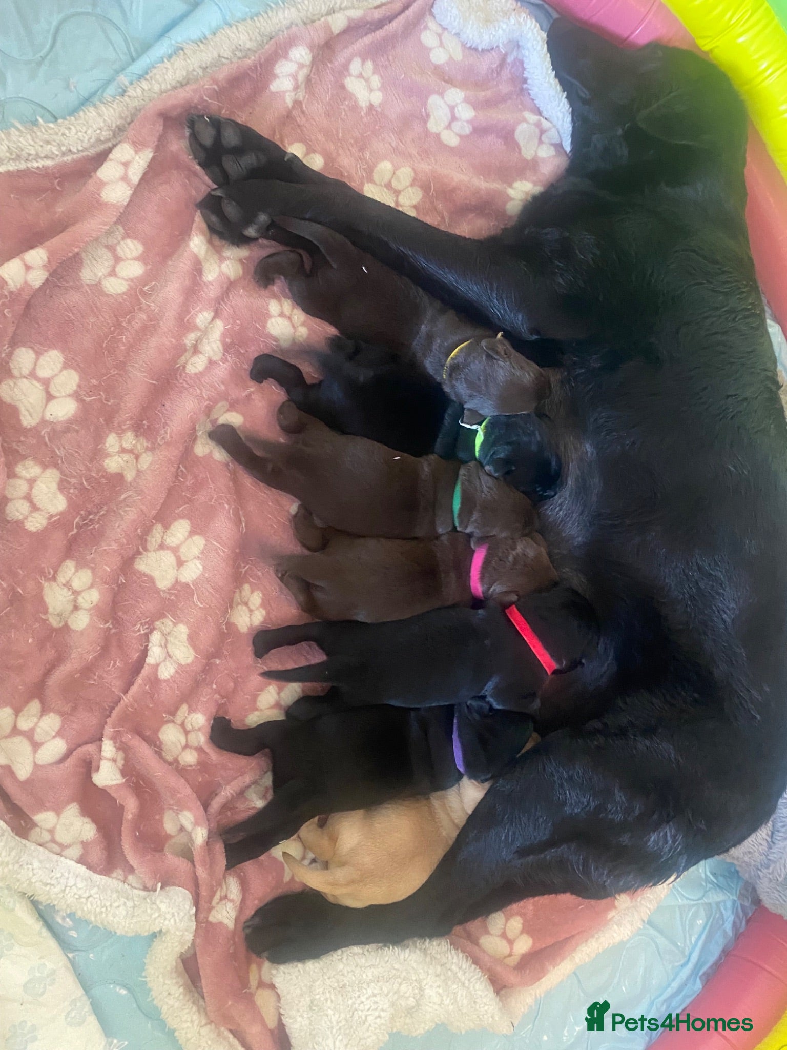 Labrador Retriever dogs Stunning KC Registered Labrador Puppies  - Advert 3