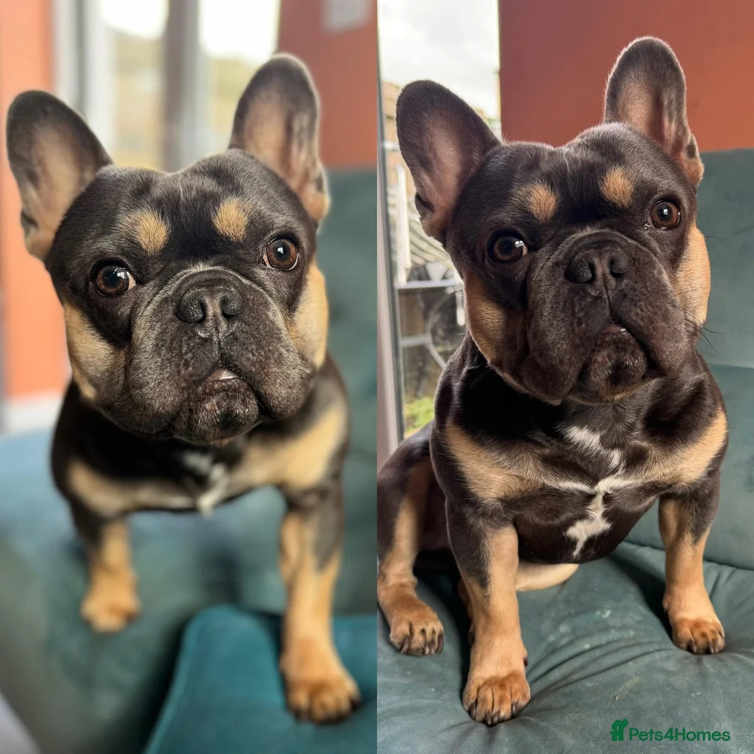 French Bulldog dogs for sale: Fresh bulldog for sale in Burnley - Advert 2