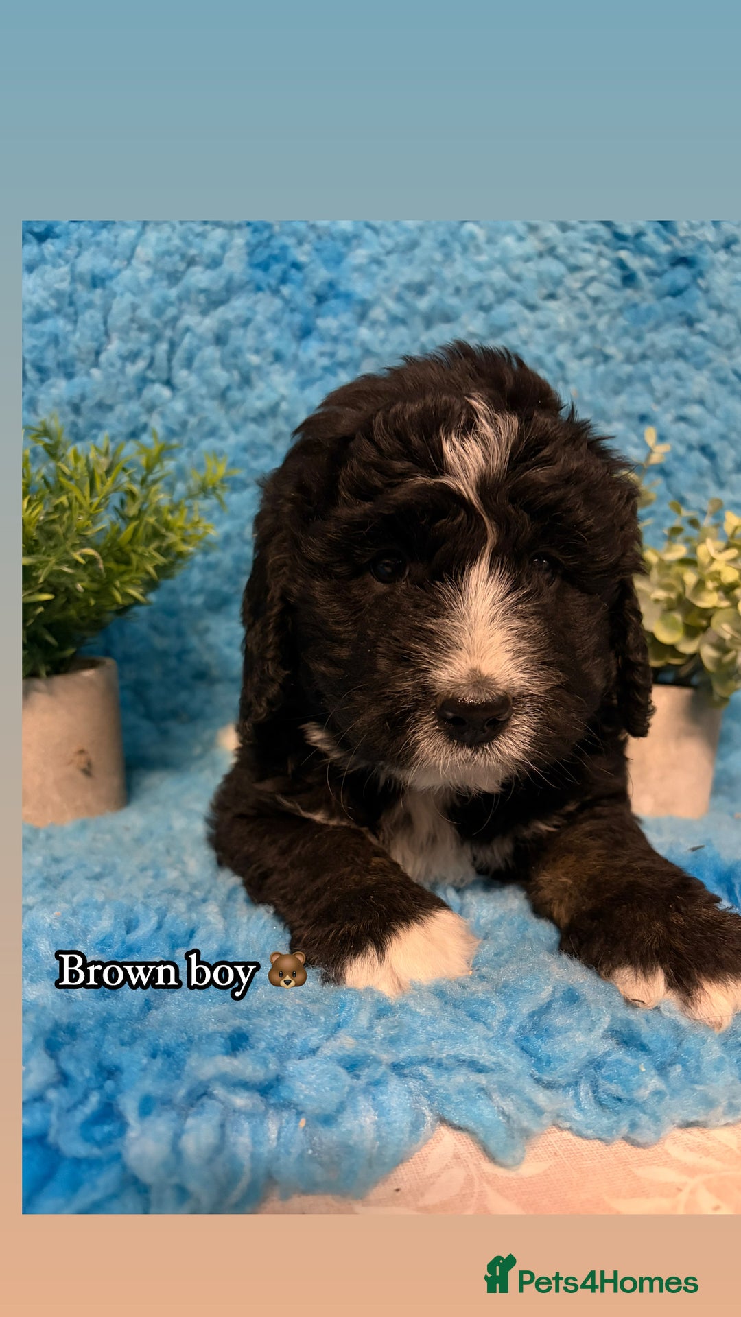 Bernedoodle dogs for sale: 🩷 Chunky Bernedoodles with TRI🩷 - Advert 20