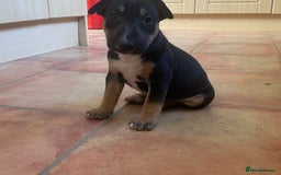 English Bull Terrier dogs for sale: English bull terrier puppies 2 boys left - Image 5