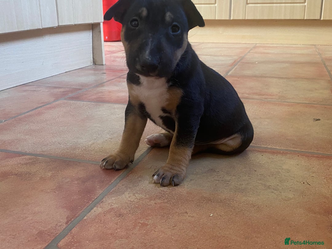 English Bull Terrier dogs for sale: English bull terrier puppies 2 boys left - Image 5