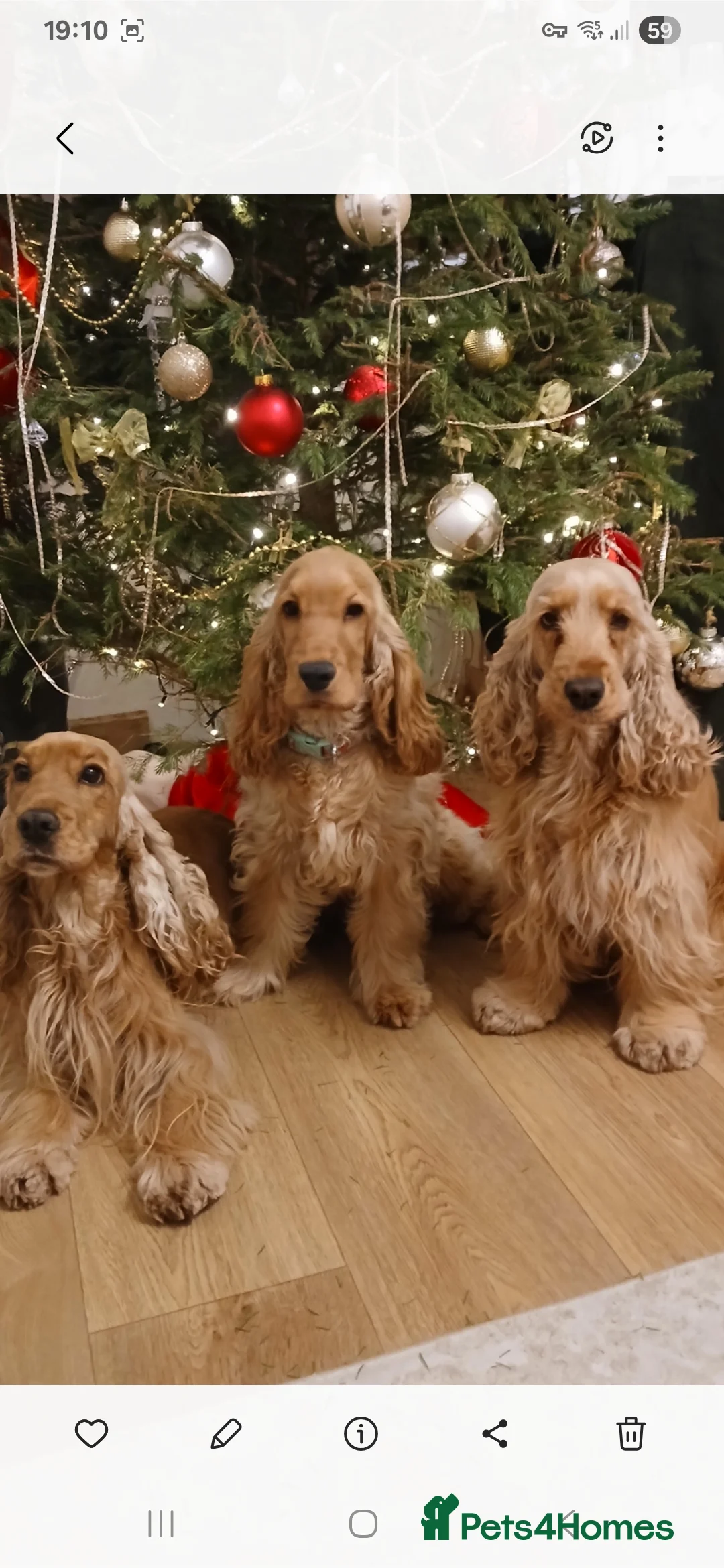 Cocker Spaniel dogs for sale: KC,DNa Clear for Adoption/ looking retirement 🏡  - Advert 6