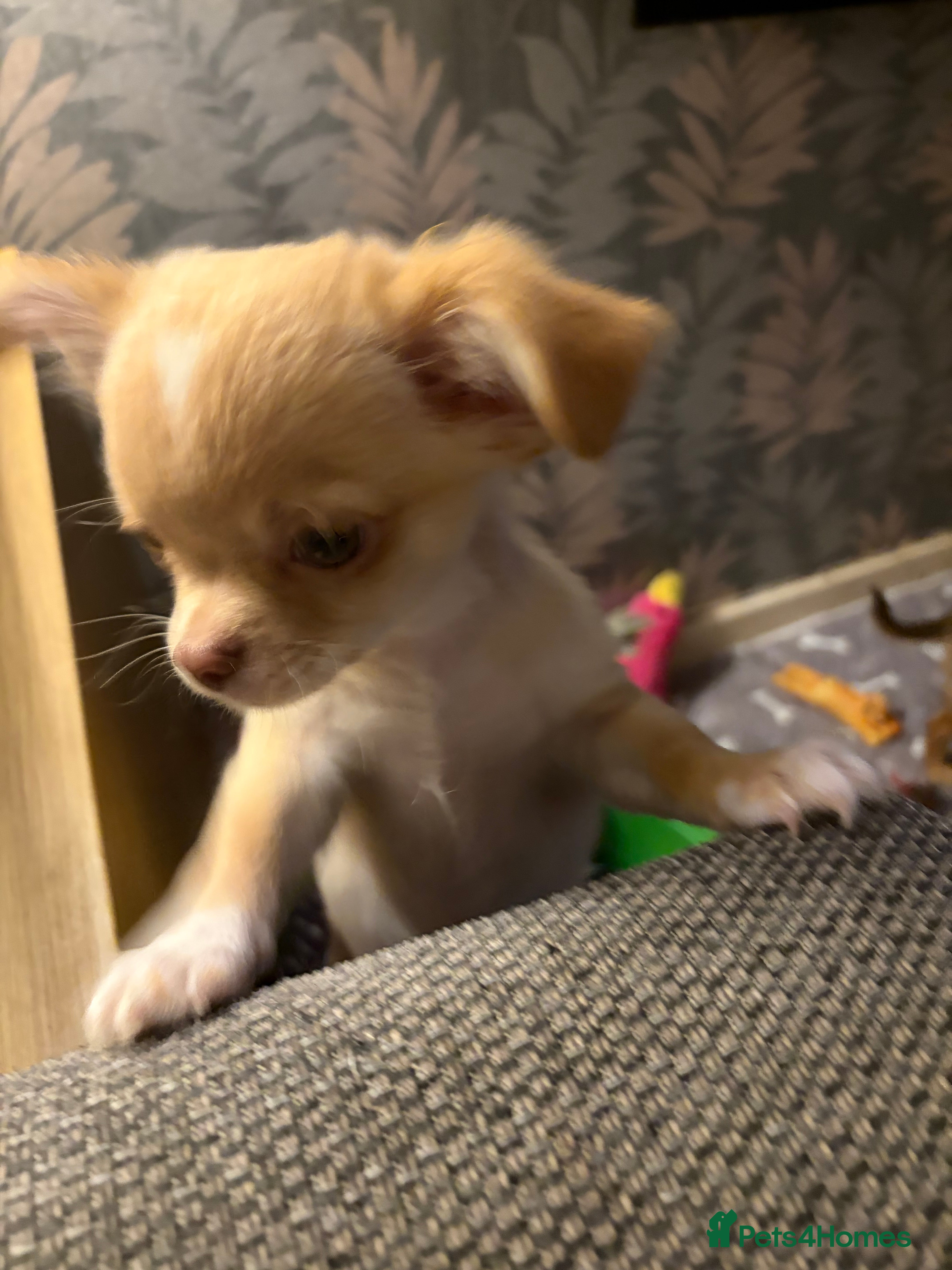 Chihuahua dogs Only 3 KC Registered perfect boys available  - Advert 13