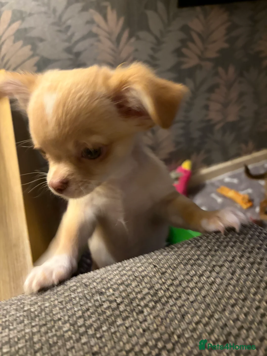 Chihuahua dogs for sale: Only 3 KC Registered perfect boys available  - Advert 5