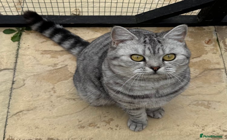 British Shorthair cats - Advert 13