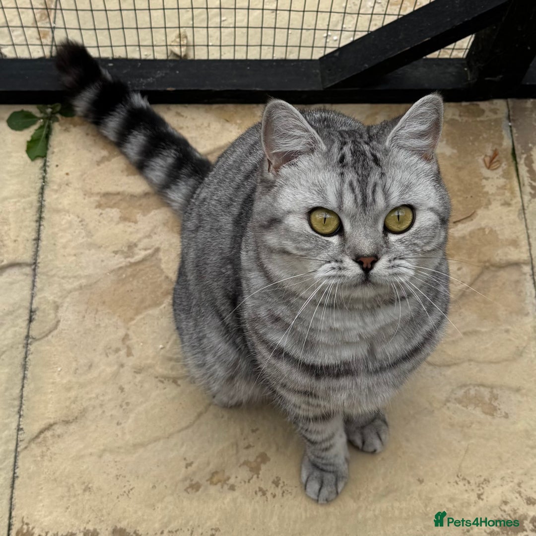 British Shorthair cats for sale: British Shorthair Silver Spotted GCCF Cat - Image 1