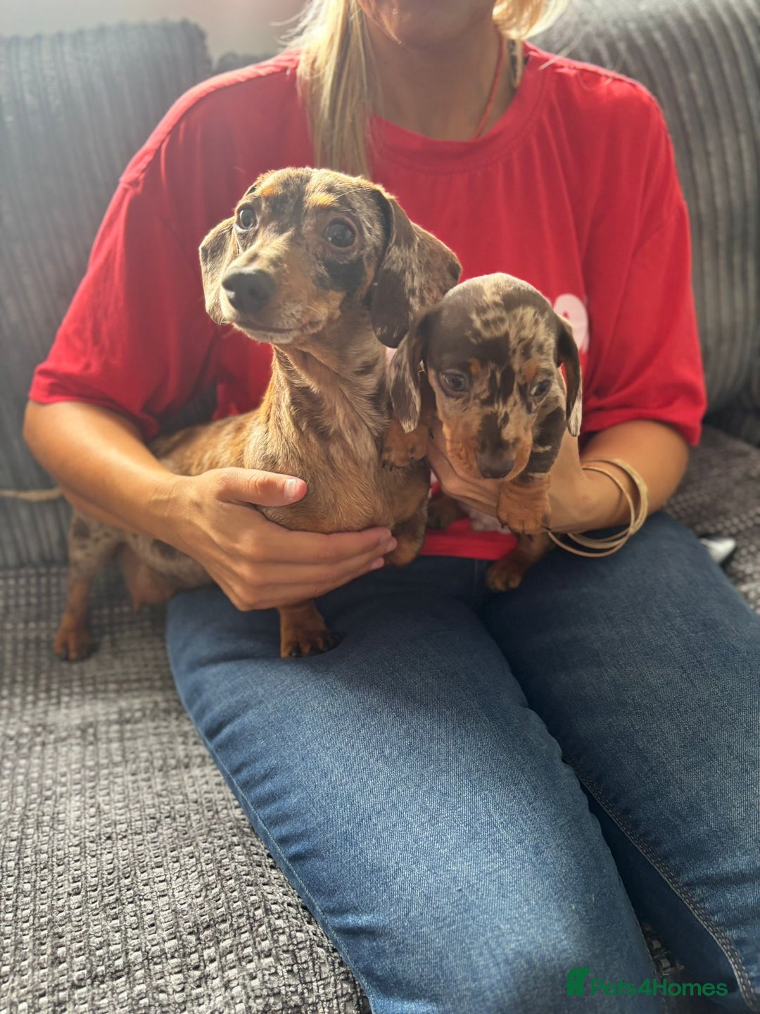 Miniature Dachshund dogs for sale: Miniature Dachshund Puppies ready for new home - Image 4