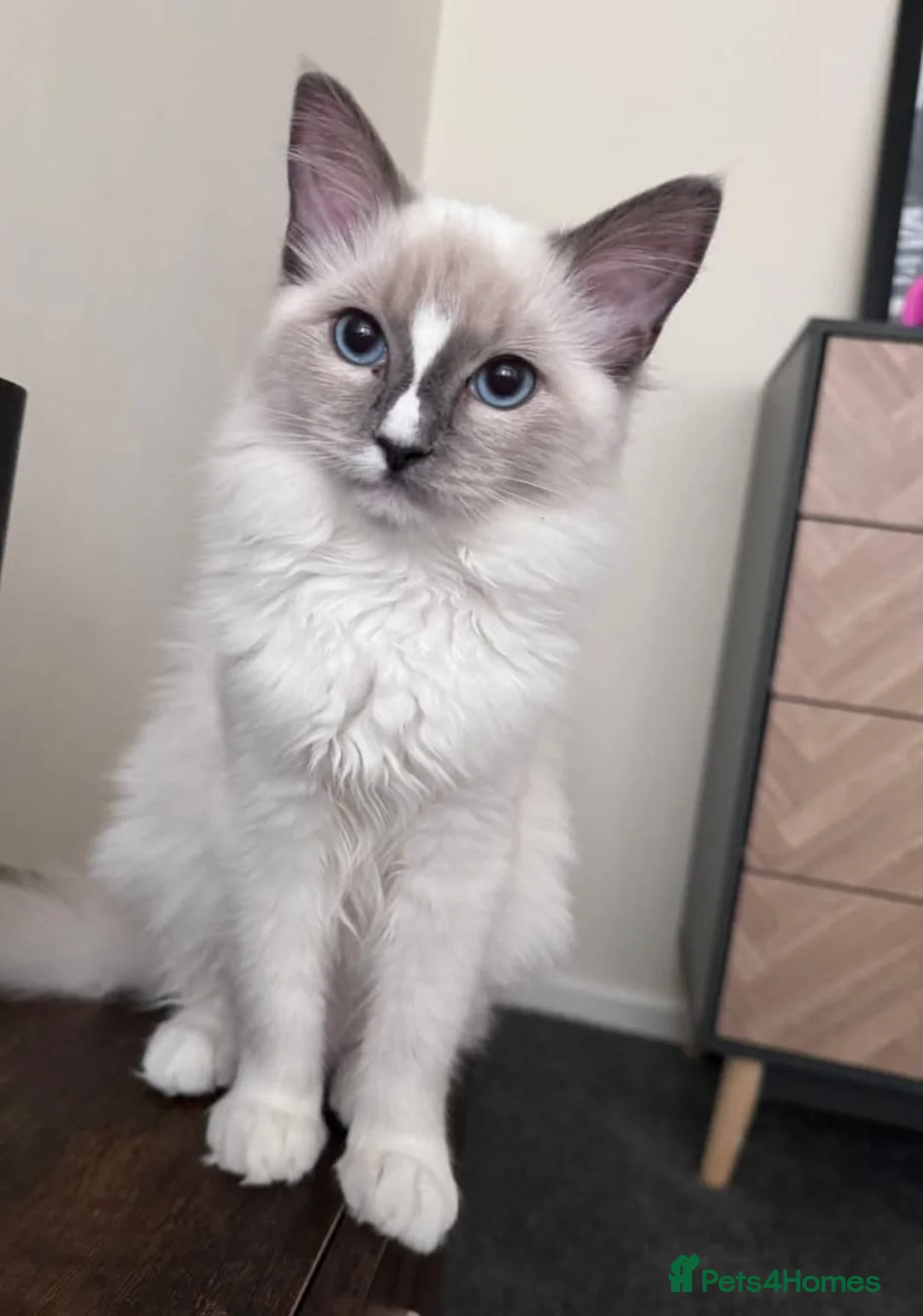 Ragdoll cats for sale: Beautiful Purebreed Ragdoll kittens in Mansfield - Advert 24