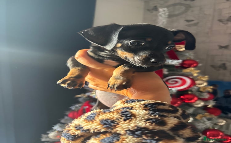 Chiweenie dogs Three left, MICROCHIPPED,VACCINATED,HEALTHCHECKED! - Advert 2