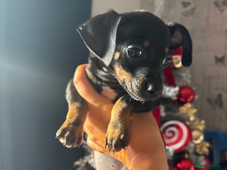 Chiweenie dogs Three left, MICROCHIPPED,VACCINATED,HEALTHCHECKED! - Advert 6