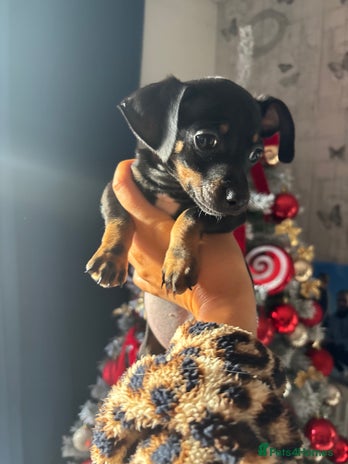Chiweenie dogs Three left, MICROCHIPPED,VACCINATED,HEALTHCHECKED! - Advert 2