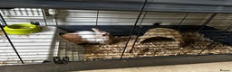 Lionhead rabbits for sale: 2 x Male Lion Rabbits with cage, all accessories  - Advert 7