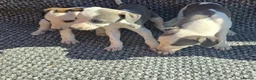 Whippet dogs for sale: Whippet puppies  in Tonbridge - Advert 8