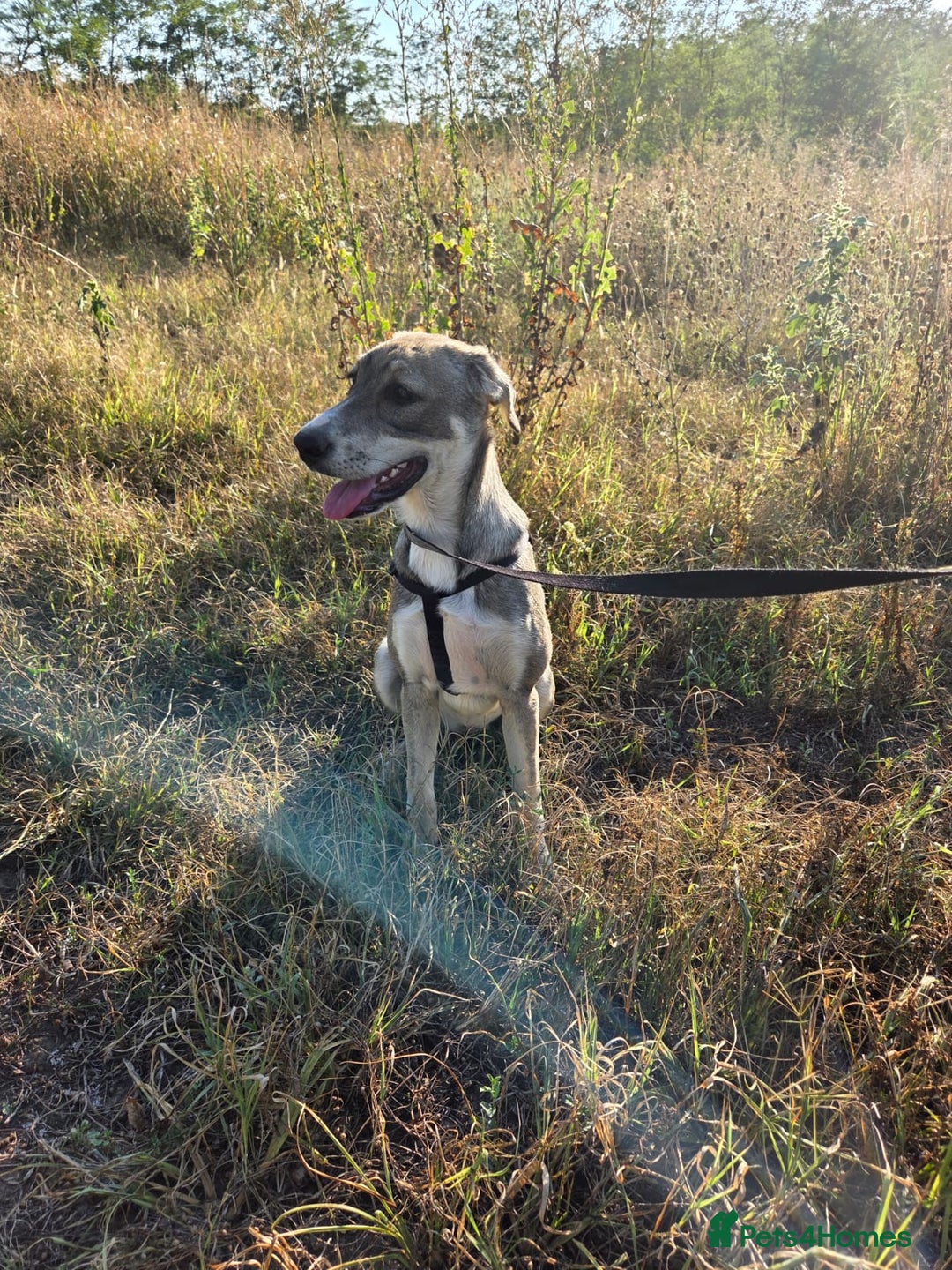 Mixed Breed dogs for adoption: ROXANA - a Sweet & young Girl - for a Loving Home - Advert 7