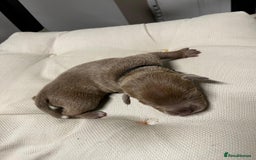 Staffordshire Bull Terrier dogs for sale: 7 gorgeous blue/lilac staffies - Image 8