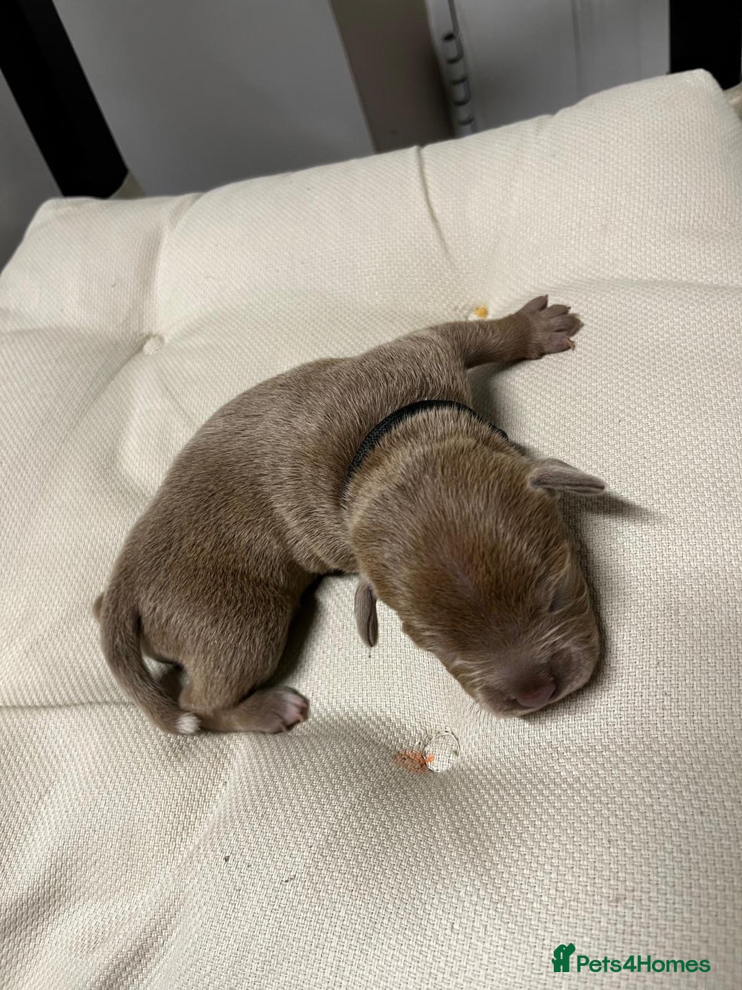Staffordshire Bull Terrier dogs for sale: 7 gorgeous blue/lilac staffies - Image 8