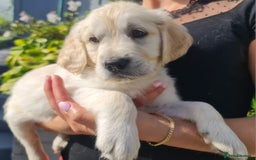 Golden Retriever dogs for sale: Stunning Golden Retriever puppies  - Image 12