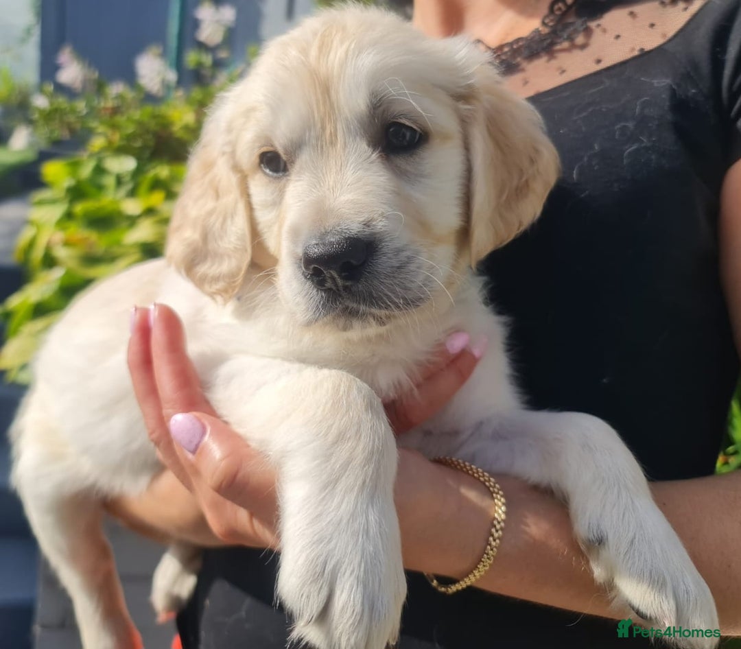 Golden Retriever dogs for sale: Stunning Golden Retriever puppies  - Image 12