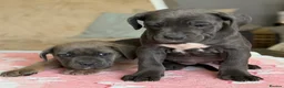 Cane Corso dogs for sale:  PREMIUM CHAMPION BLOODLINE CANE CORSO PUPPIES  - Advert 14
