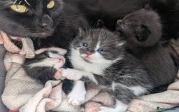 Mixed Breed cats for sale: Three kittens - Image 5