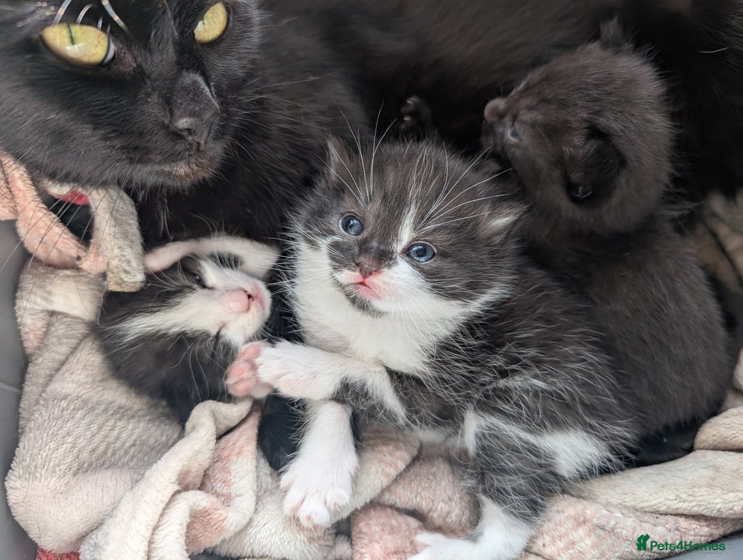 Mixed Breed cats for sale: Three kittens - Image 5