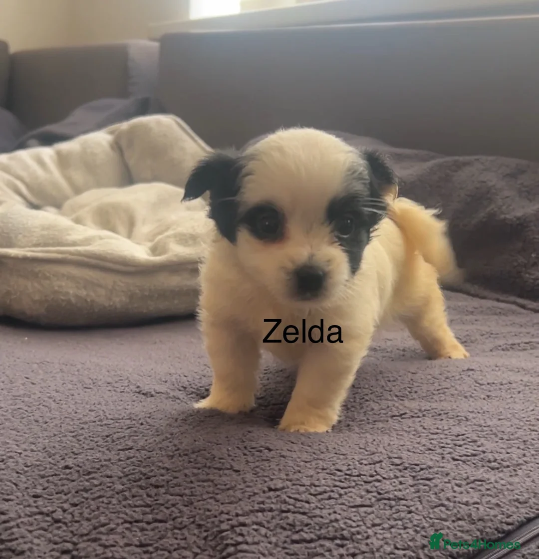 Biewer Terrier dogs for sale: Beautiful Biewer terrier puppies for sale  - Advert 20