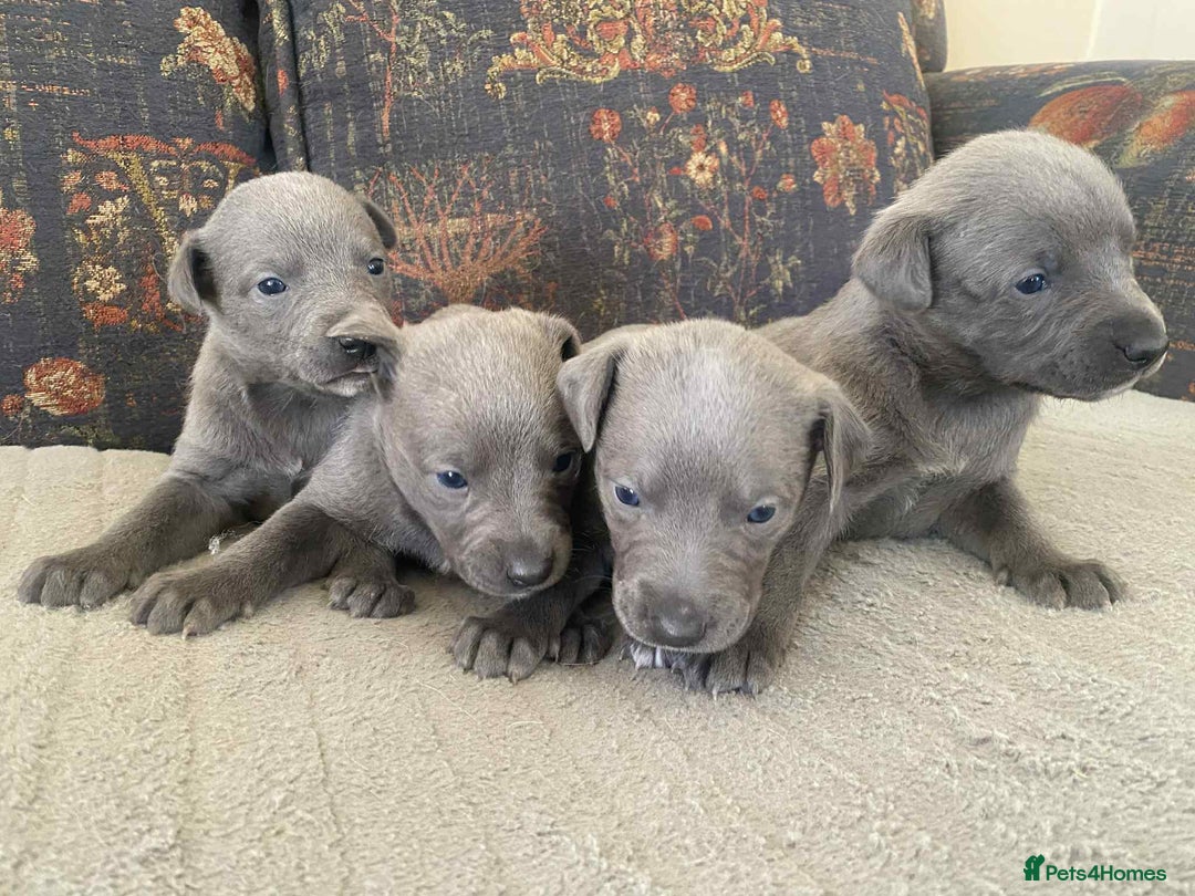 Whippet dogs for sale: 4 beautiful whippet puppies - Advert 10