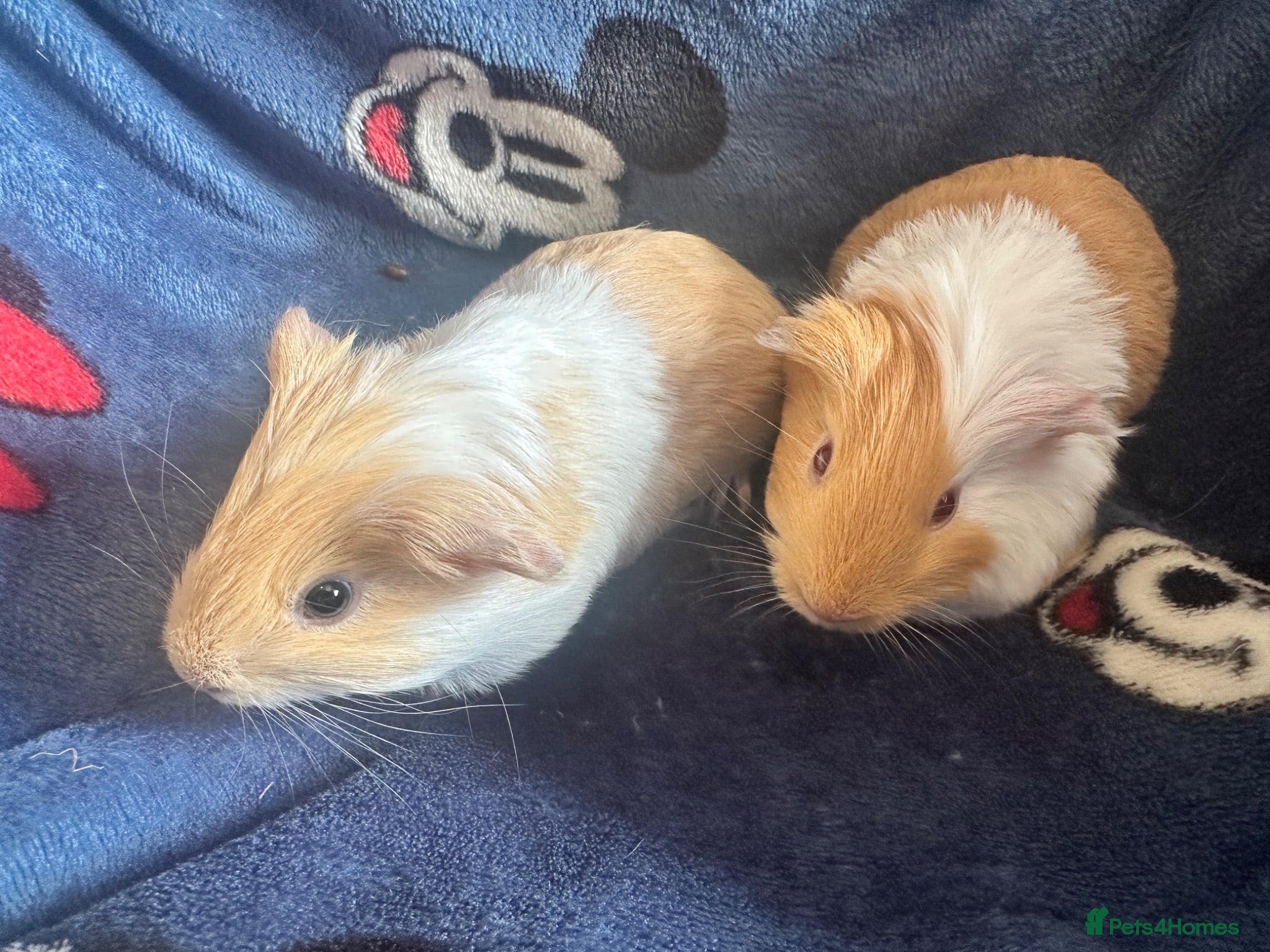 Guinea Pig rodents 2 Male Guinea pigs - Advert 1
