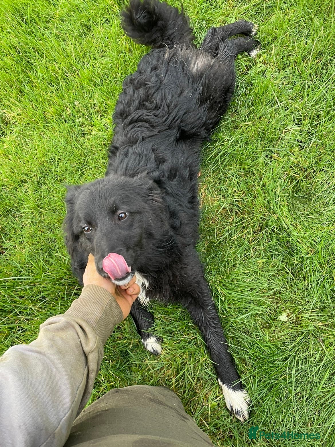 Border Collie dogs Meg our Beautiful Collie  - Advert 2