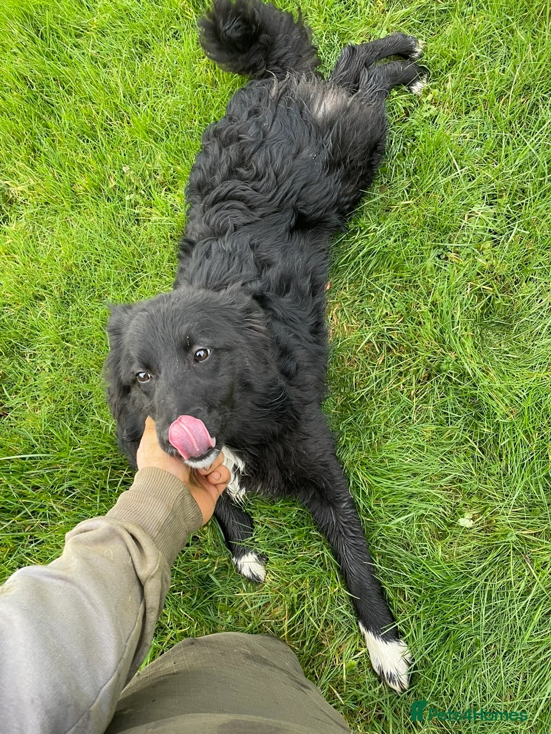 Border Collie dogs for sale: Meg our Beautiful Collie  - Advert 1