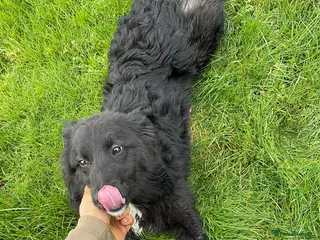 Border Collie dogs Meg our Beautiful Collie - Advert 2