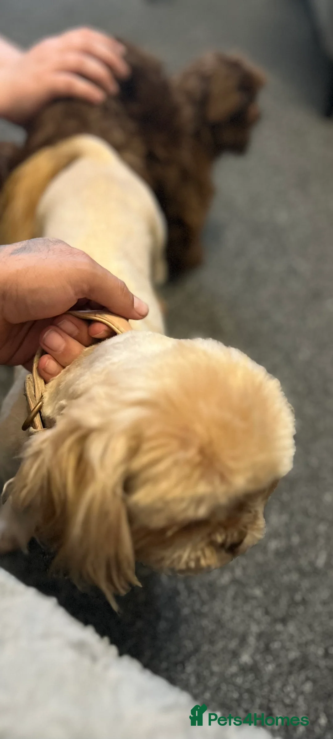 Shih Tzu dogs for stud: stunning chocolate stud boy  in Saint Helens - Advert 10