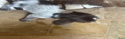 German Wirehaired Pointer dogs for sale: Ready to go Wiredhaired German pointer pups  - Advert 13