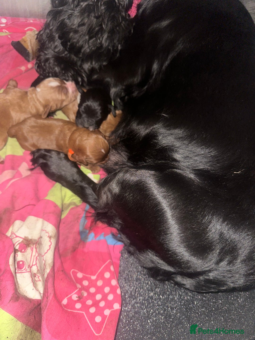 Cockapoo dogs for sale: Kc dna health clear parents champion bloodline  - Advert 7