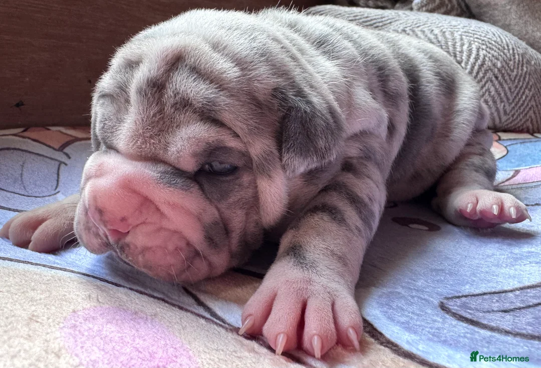 Shar Pei dogs for sale: Stunning Bullpei Puppies (Sharpei/English Bulldog) - Advert 12