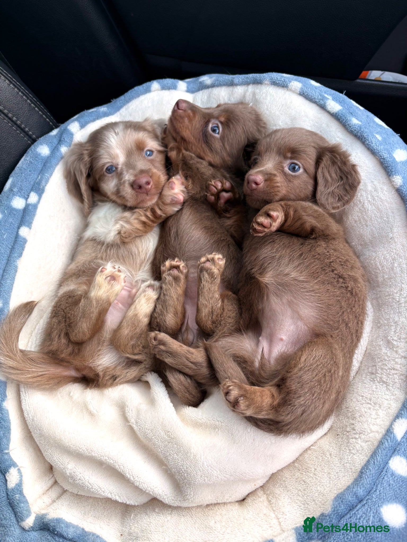 Miniature Dachshund dogs Long haired miniature chocolate dachshund - Advert 2