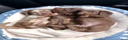 Miniature Dachshund dogs for sale: Long haired miniature chocolate dachshund - Advert 12