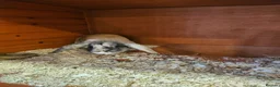 Mixed Breed rabbits for sale: Male & female rabbit free to good home. - Advert 5