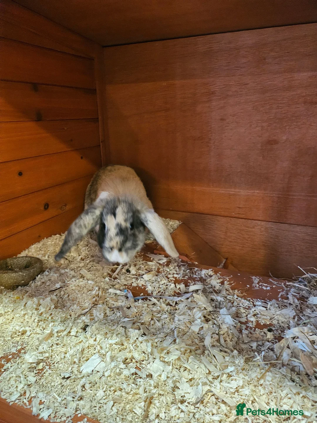 Mixed Breed rabbits for sale: Male & female rabbit free to good home. - Advert 5