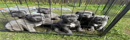 Cane Corso dogs for sale: Champion Bloodline Cane Corso Puppies - Advert 12