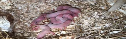 Ferret rodents for sale: 15 beautiful kits awaiting to be reserved.  - Advert 2