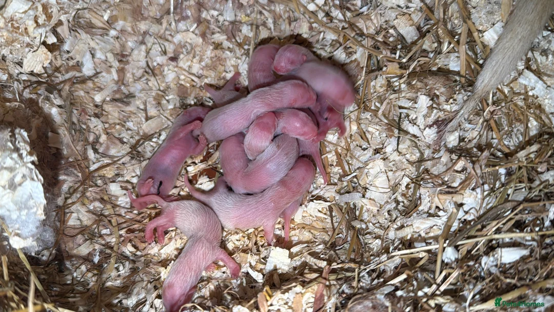 Ferret rodents for sale: 15 beautiful kits awaiting to be reserved.  - Advert 2