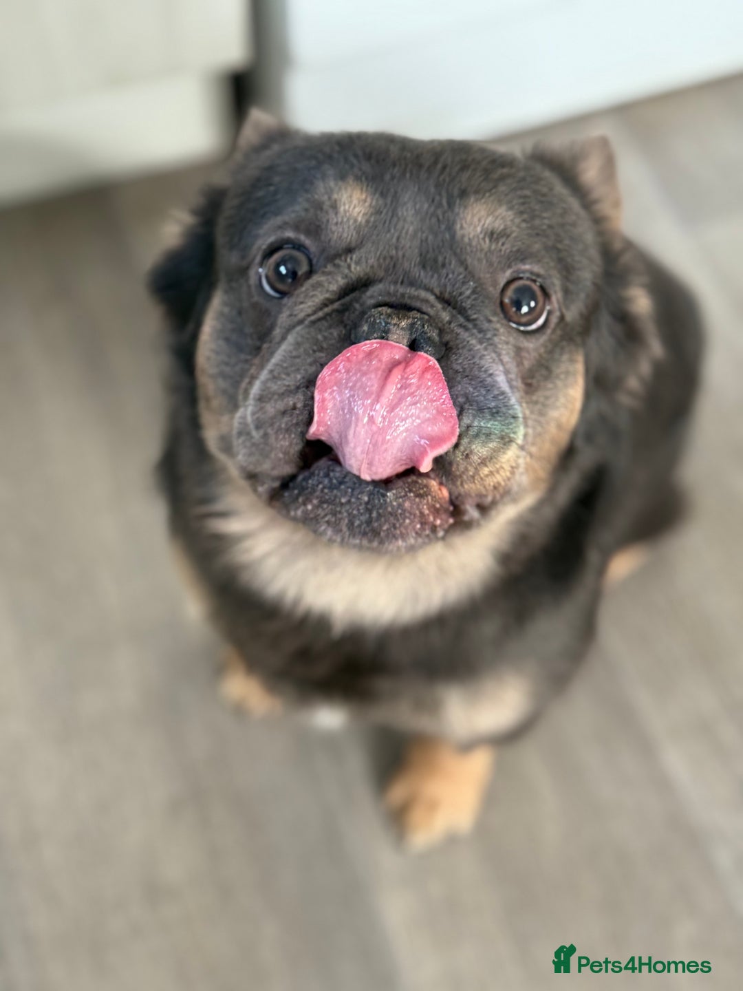 French Bulldog dogs for stud: FOR STUD - Image 2